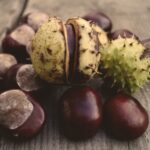 horse chestnut g703c71b5f 1920