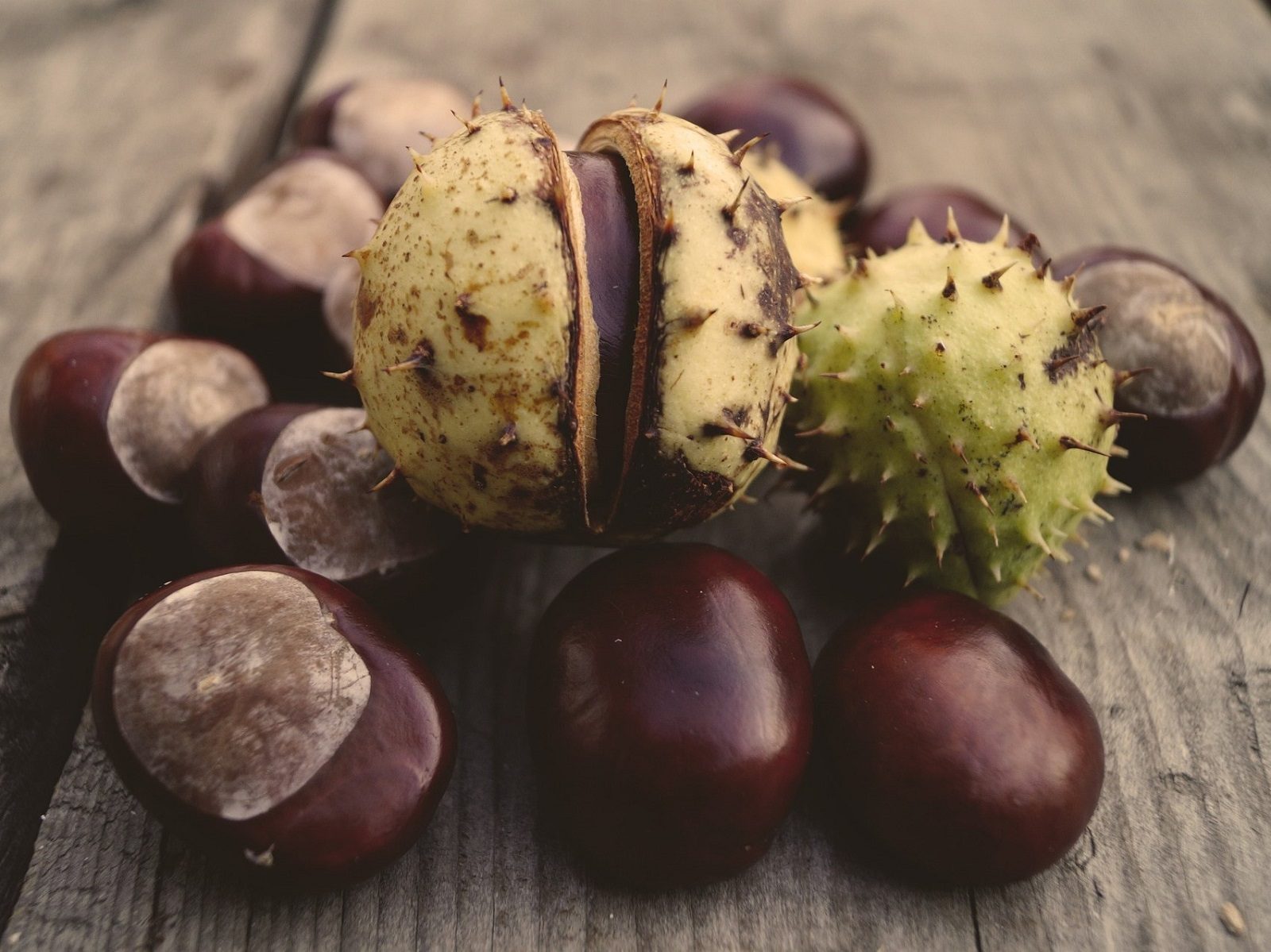 horse chestnut g703c71b5f 1920