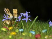 easter 1406475 1280 e1676639610455