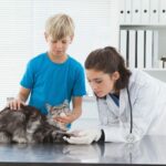 Vet examining a cat with its owner