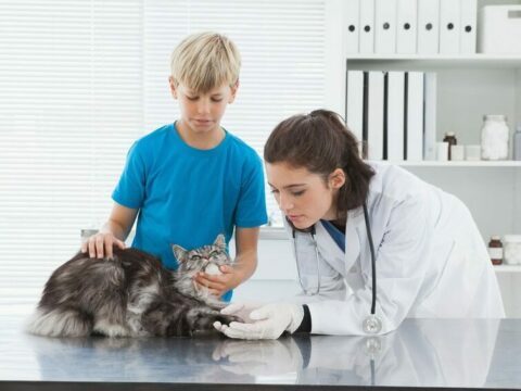 Vet examining a cat with its owner