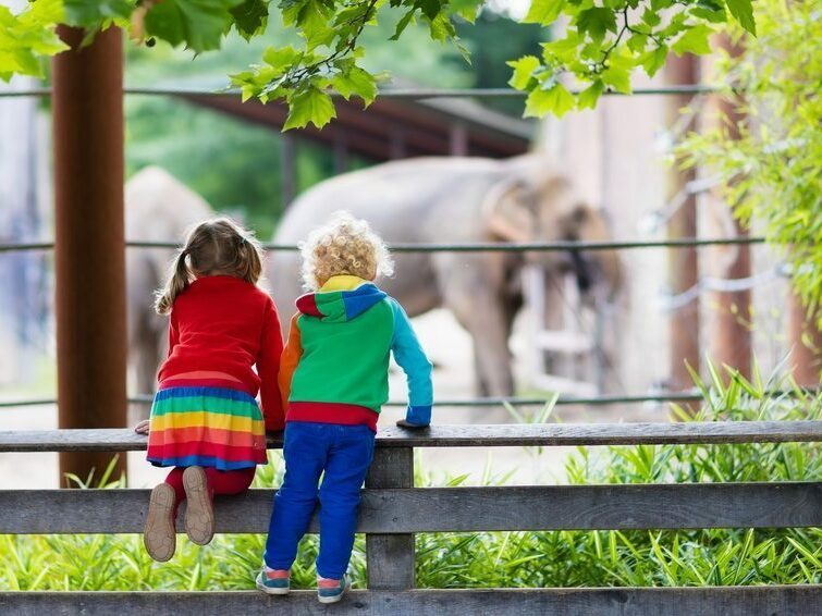 Kids watching elephant at the zoo