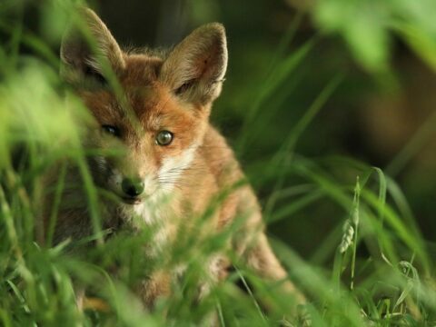fuchs 3430373 1280 e1676558971742