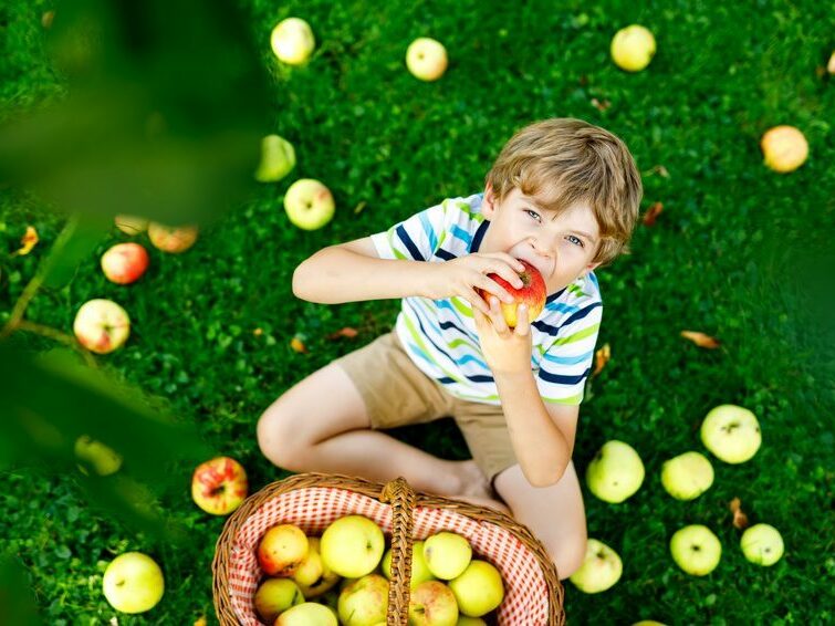 Little kid boy picking red apples on farm autumn