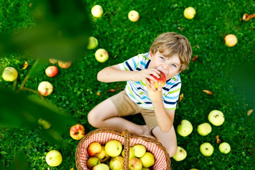 Little kid boy picking red apples on farm autumn