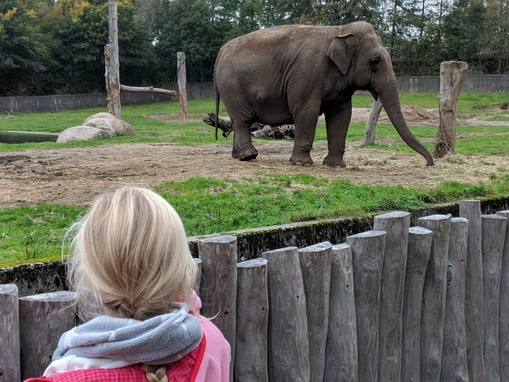 Givskud Zoo Elefant