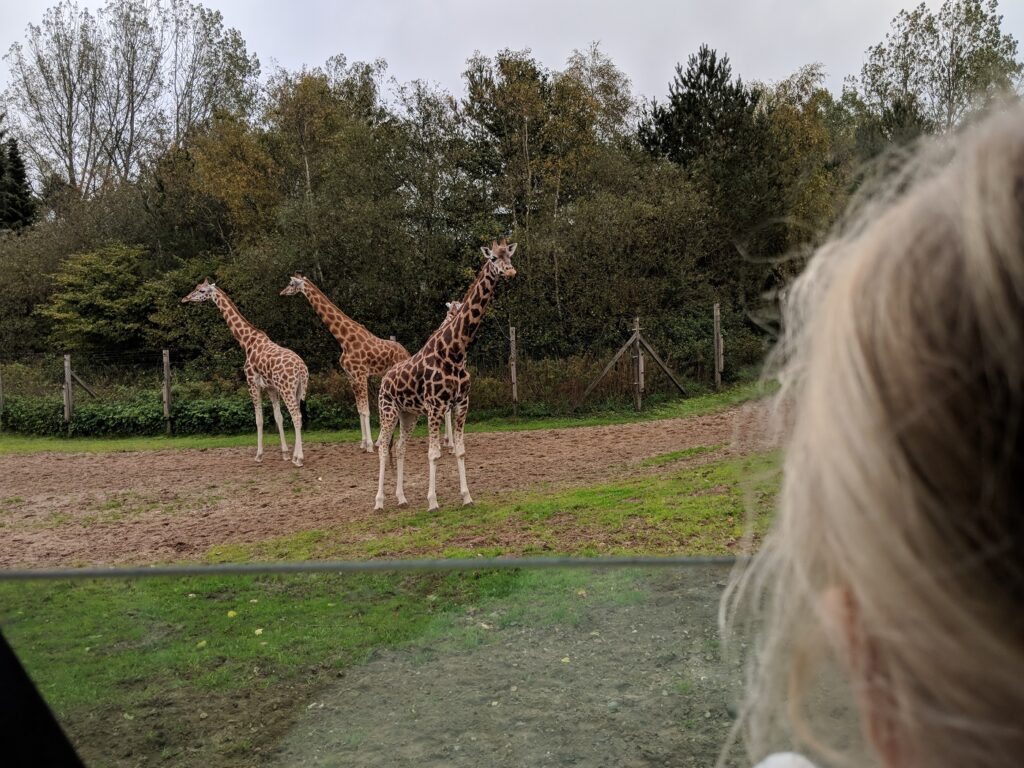 Givskud Zoo Giraffe
