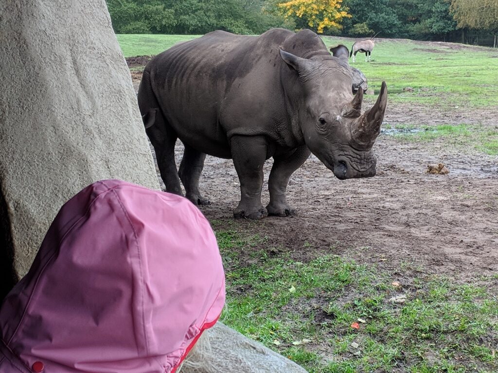 Givskud Zoo Nashorn