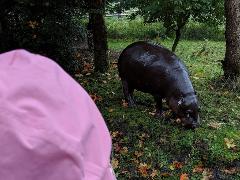 Givskud Zoo Nilpferd