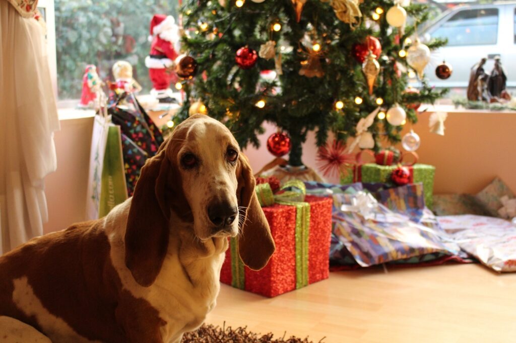 Bitte schenkt euren Kindern kein Haustier zu Weihnachten 2 Bitte schenkt kein Haustier zu Weihnachten