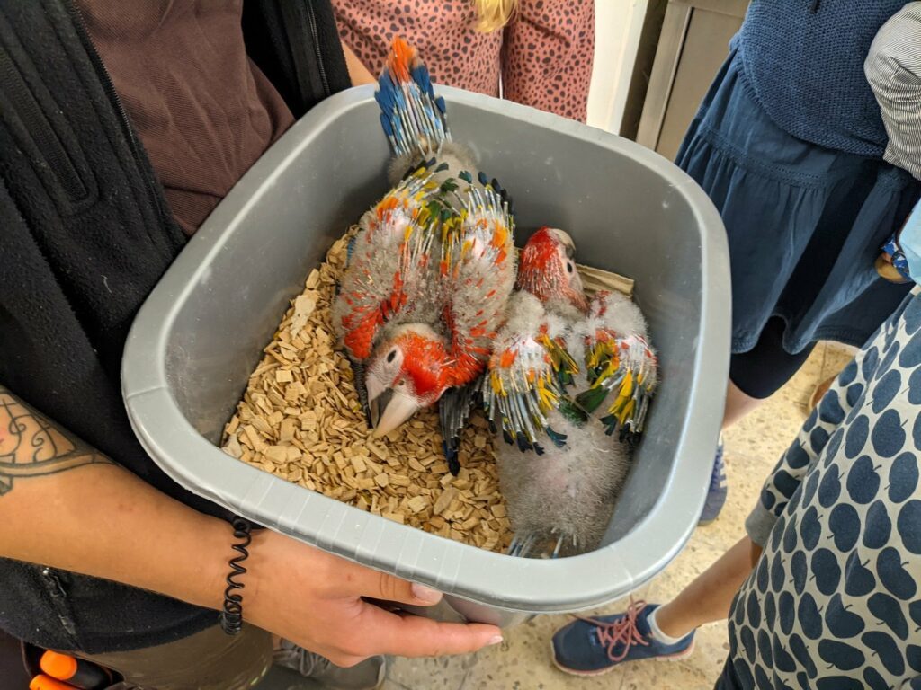 Vogelpark Walsrode - ein toller Tagesausflug für die ganze Familie 19 vogelpark walsrode aufzuchtstation