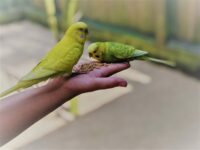 vogelpark walsrode wellensittiche