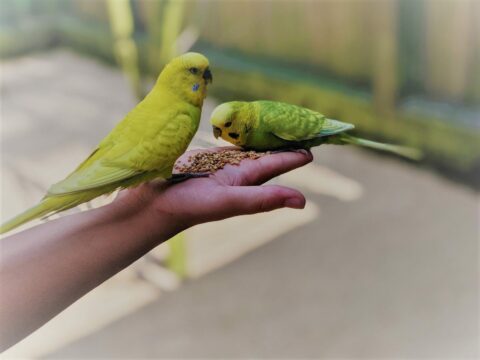 vogelpark walsrode wellensittiche