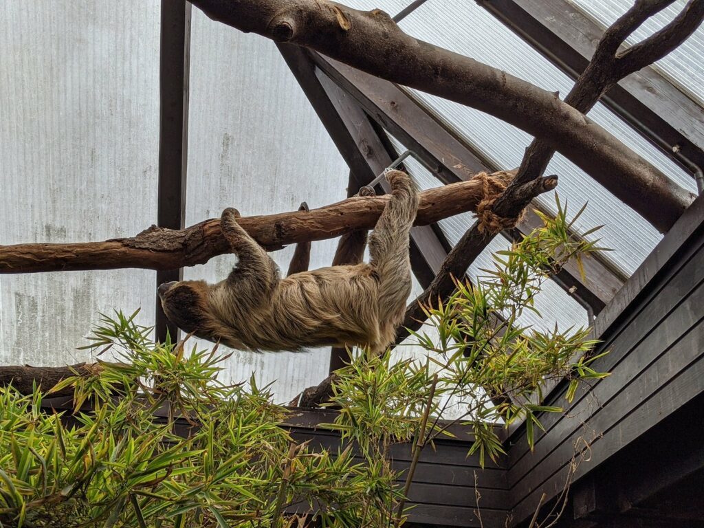 vogelpark walsrode faultier