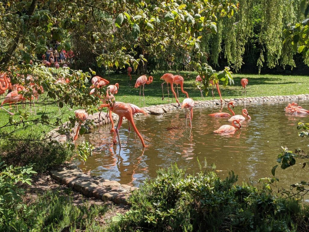 Vogelpark Walsrode - ein toller Tagesausflug für die ganze Familie 8 Vogelpark Walsrode Flamingos