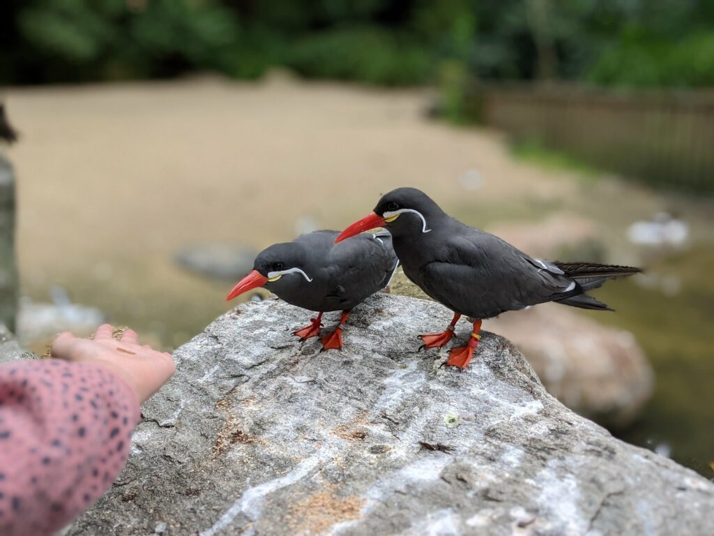 vogelpark walsrode inkaseeschwalben