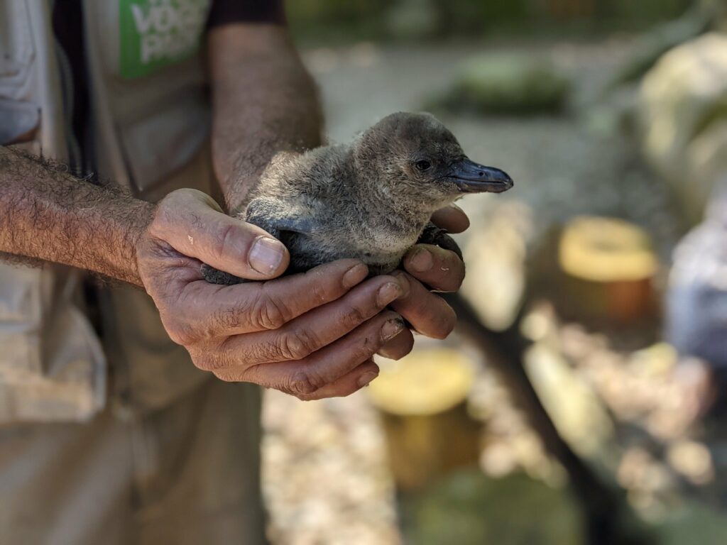 Vogelpark Walsrode - ein toller Tagesausflug für die ganze Familie 9 Ein Pinguinbaby im Vogelpark Walsrode