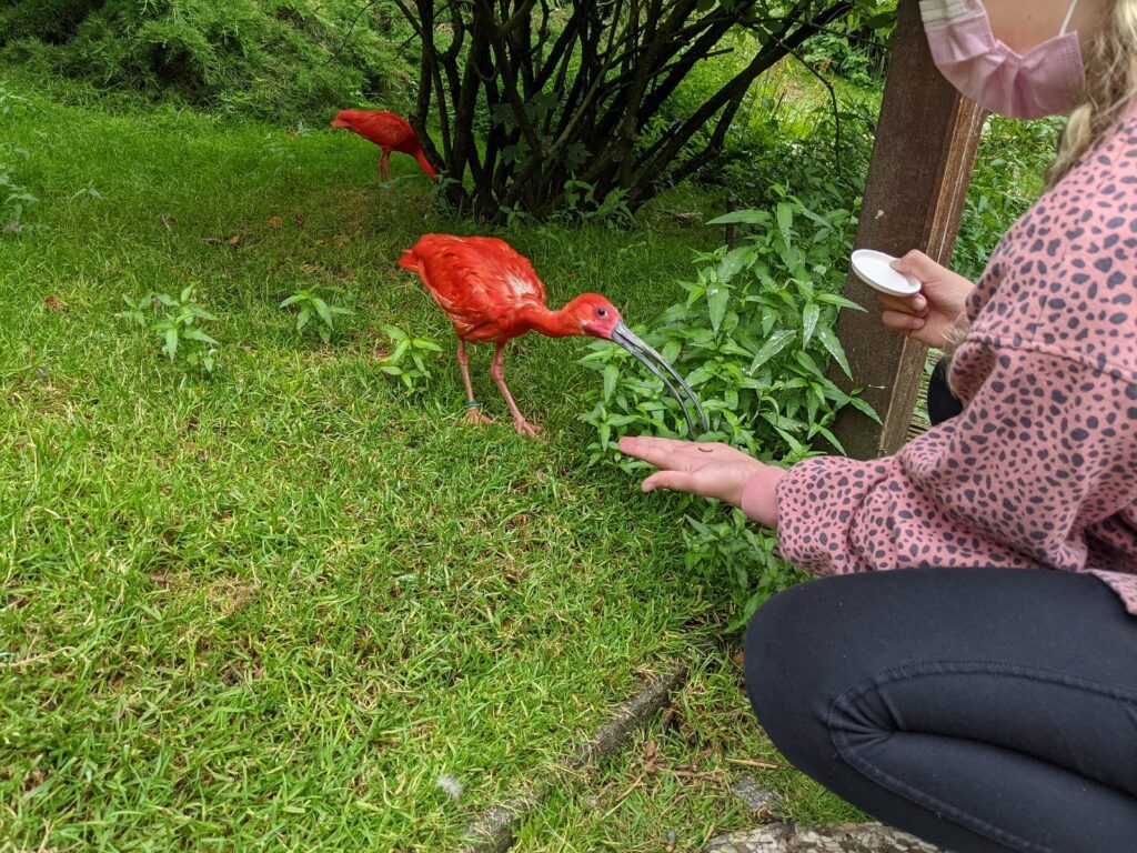 vogelpark walsrode scharlachsichler