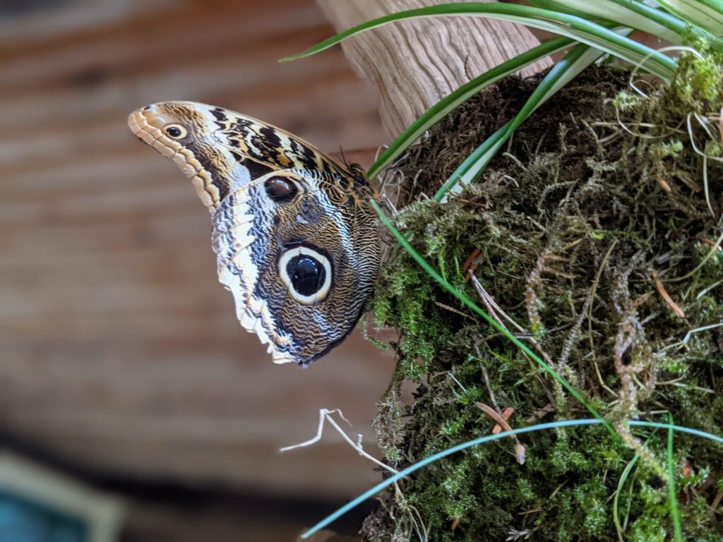 vogelpark walsrode schmetterling