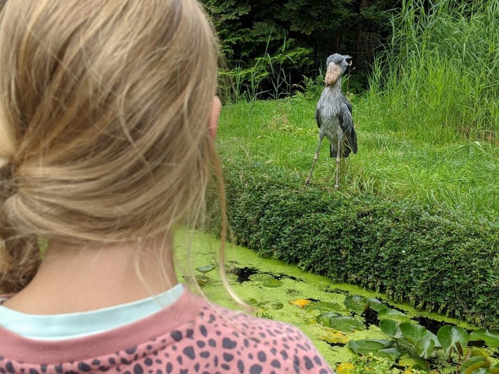 Vogelpark Walsrode - ein toller Tagesausflug für die ganze Familie 22 vogelpark walsrode schuhschnabel