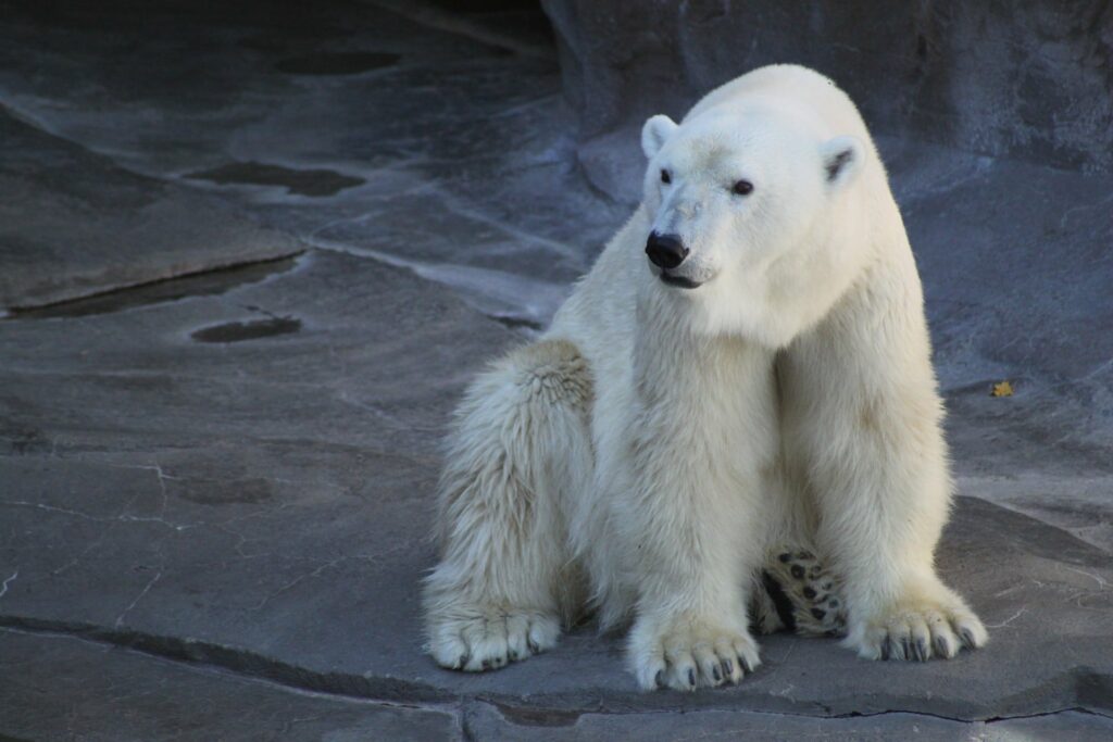 Spielplatz-Hopping im Allwetterzoo Münster 7 tom van herp C6PtnEO9iT4 unsplash
