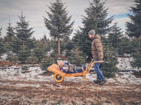 weihnachtsbaum zum selbstschlagen