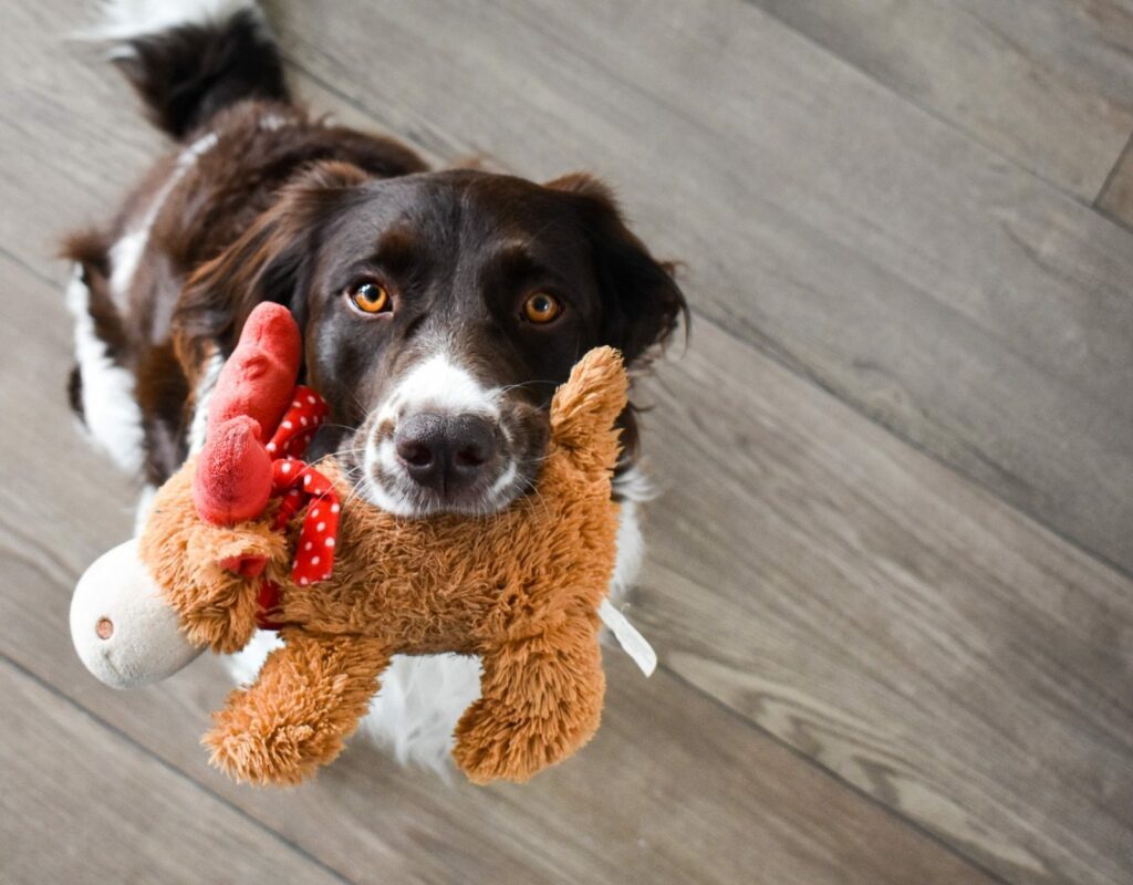 hund mit stofftier
