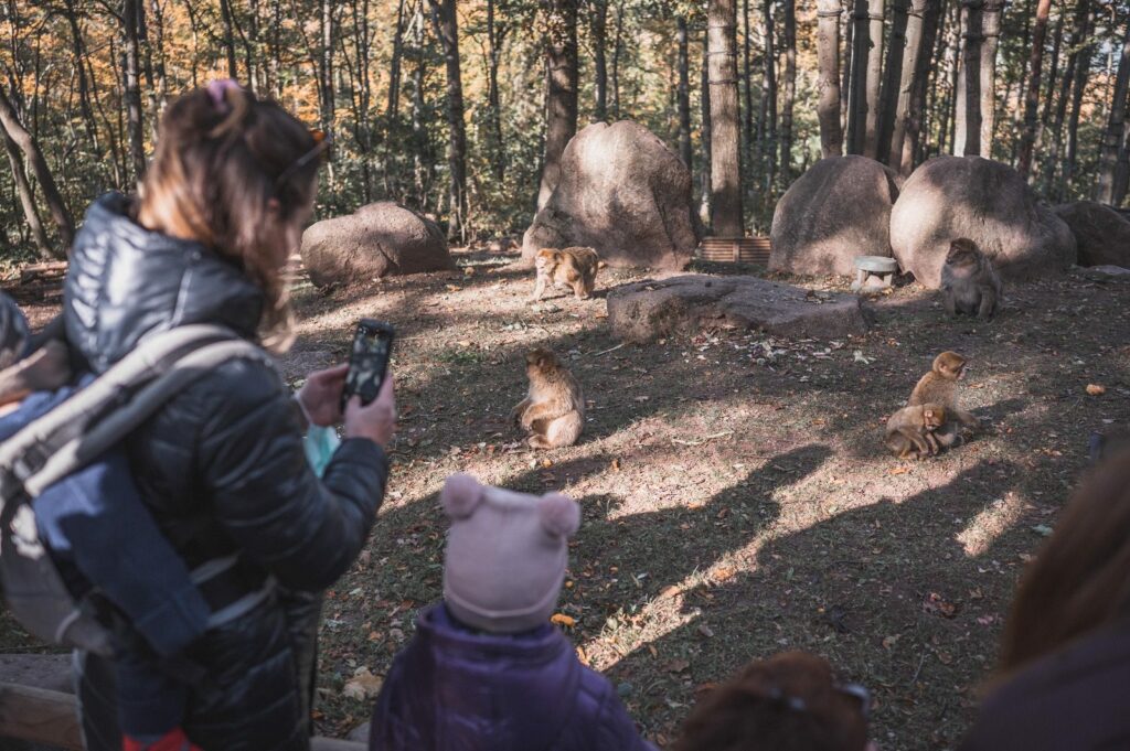 Leben im Wald und Affen auf dem Berg: Familienurlaub im Elsass 4 Besuch auf dem Affenberg im Elsass