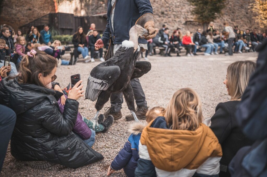 Leben im Wald und Affen auf dem Berg: Familienurlaub im Elsass 5 Greifvögel ganz nah - Besuch der Adlerwarte Kintzheim im Elsass