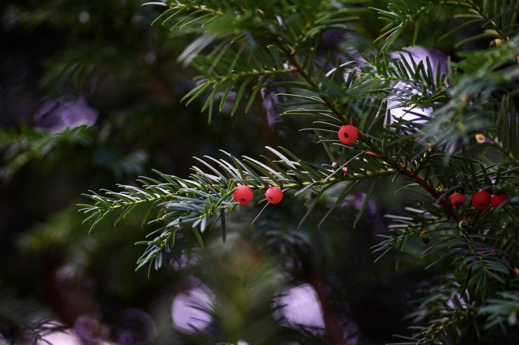 Kleinen Garten kinderfreundlich gestalten - Schritt für Schritt erklärt! 6 yew gf16d7a1e8 1920