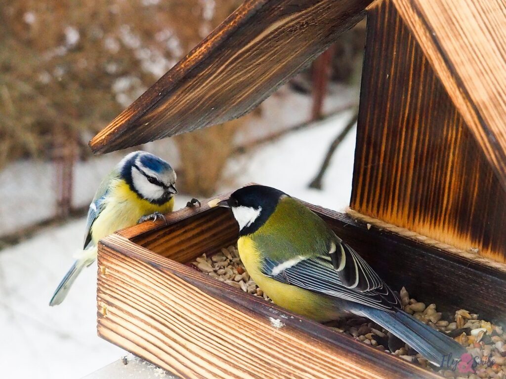 Wir haben ein paar Tipps, wie ihr im Winter mit Kindern die Vögel richtig füttern könnt.