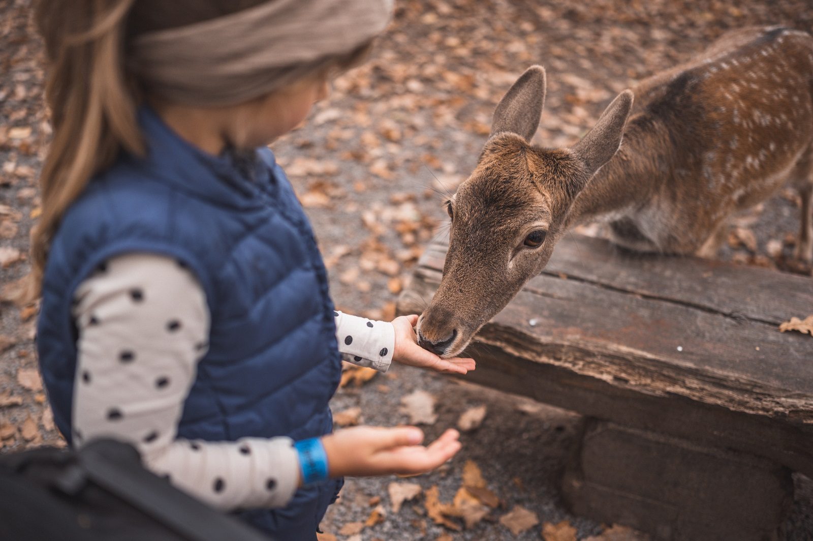 Nervenkitzel im Waschzuber und tierische Entspannung: Abenteuerurlaub im Freizeitpark Tripsdrill 14 Tripsdrill ph 11102022 35 von 95
