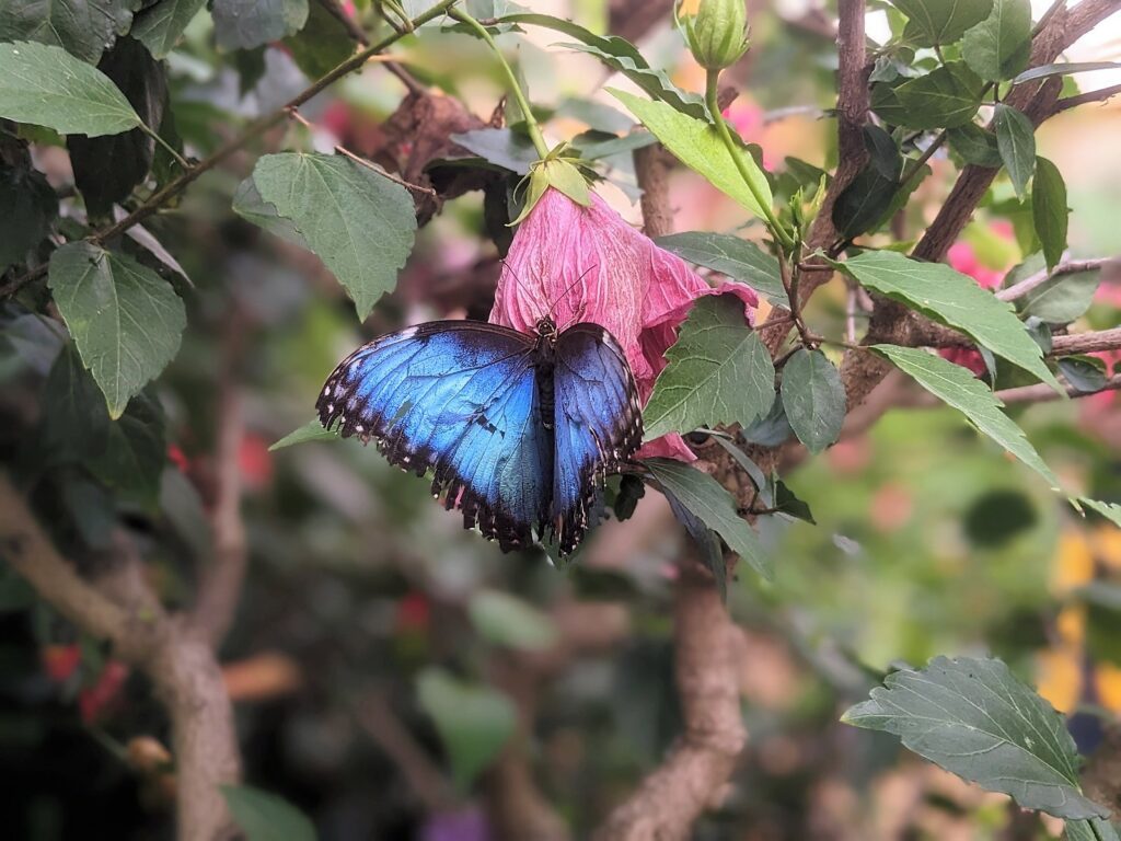 Strandurlaub in Kalifornien - Im Ferienhaus an der Ostsee 21 kiel botanischer garten schmetterling
