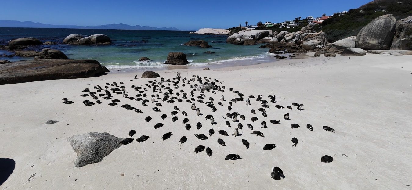 Wildlife mit Kids - Unvergessliche Erlebnisse in Südafrika 13 suedafrika reise mit kids 14