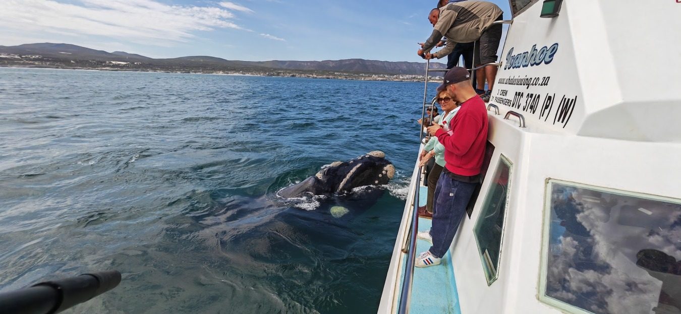 Wildlife mit Kids - Unvergessliche Erlebnisse in Südafrika 14 suedafrika reise mit kids 21