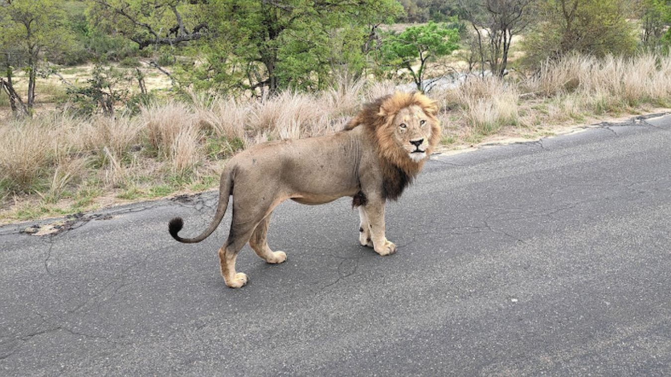 Wildlife mit Kids - Unvergessliche Erlebnisse in Südafrika 11 suedafrika reise mit kids 8