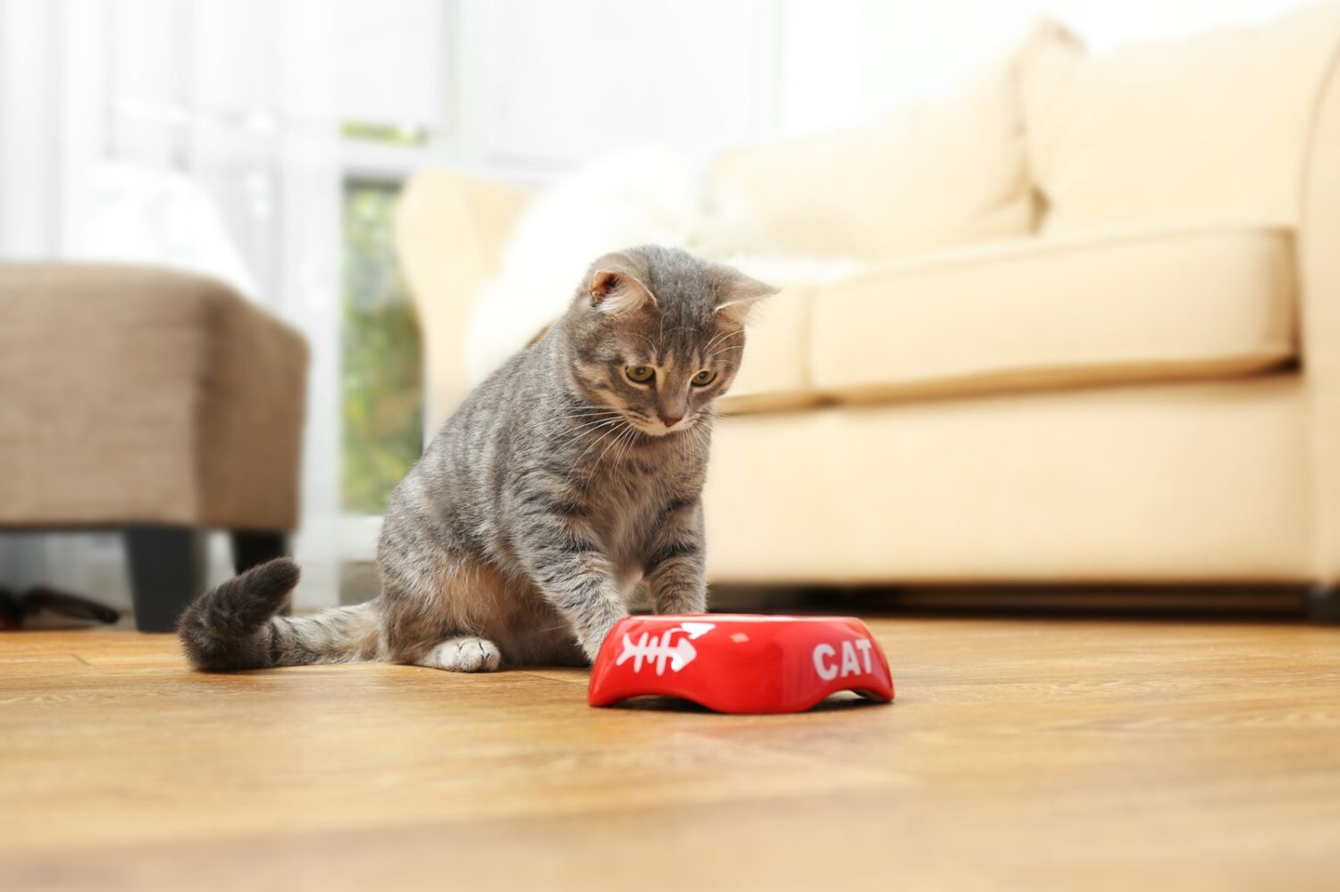 Wie viel Trocken- und Nassfutter brauchen Katzen? Hilfreiche Tabelle mit Übersicht 6 Die richtige Fütterung ist bei einer Katze als Haustier sehr wichtig