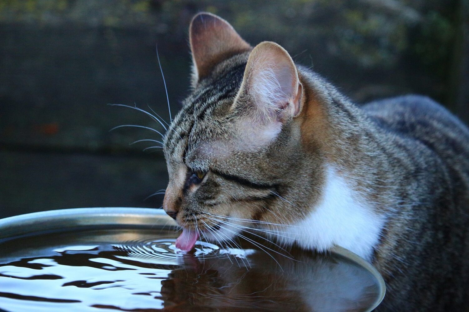 Wie viel Trocken- und Nassfutter brauchen Katzen? Hilfreiche Tabelle mit Übersicht 9 cat 1196374 1920