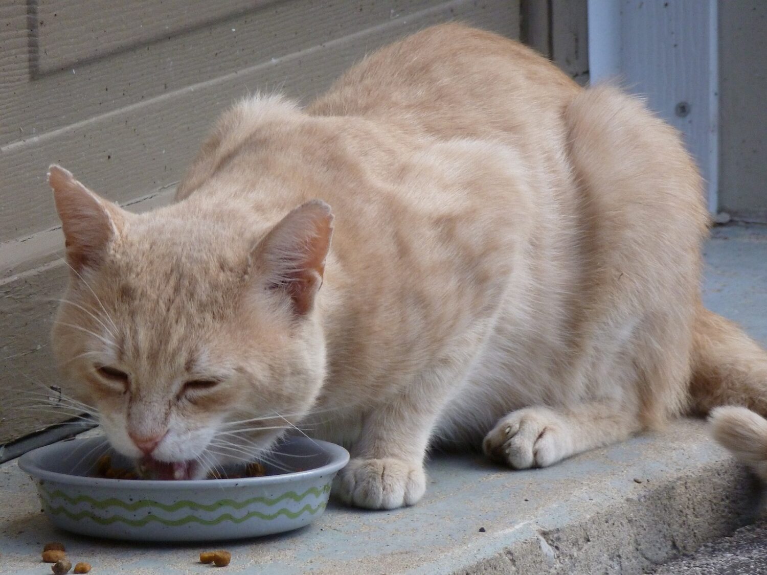 Wie viel Trocken- und Nassfutter brauchen Katzen? Hilfreiche Tabelle mit Übersicht 7 cat 433017 1920