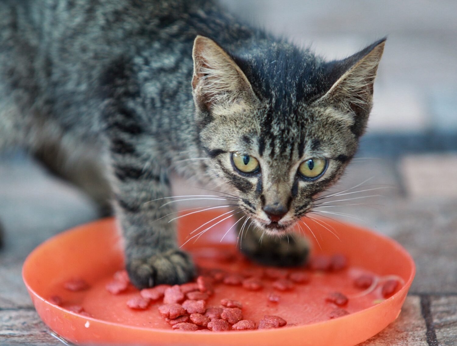Wie viel Trocken- und Nassfutter brauchen Katzen? Hilfreiche Tabelle mit Übersicht 8 cat 6546501 1920