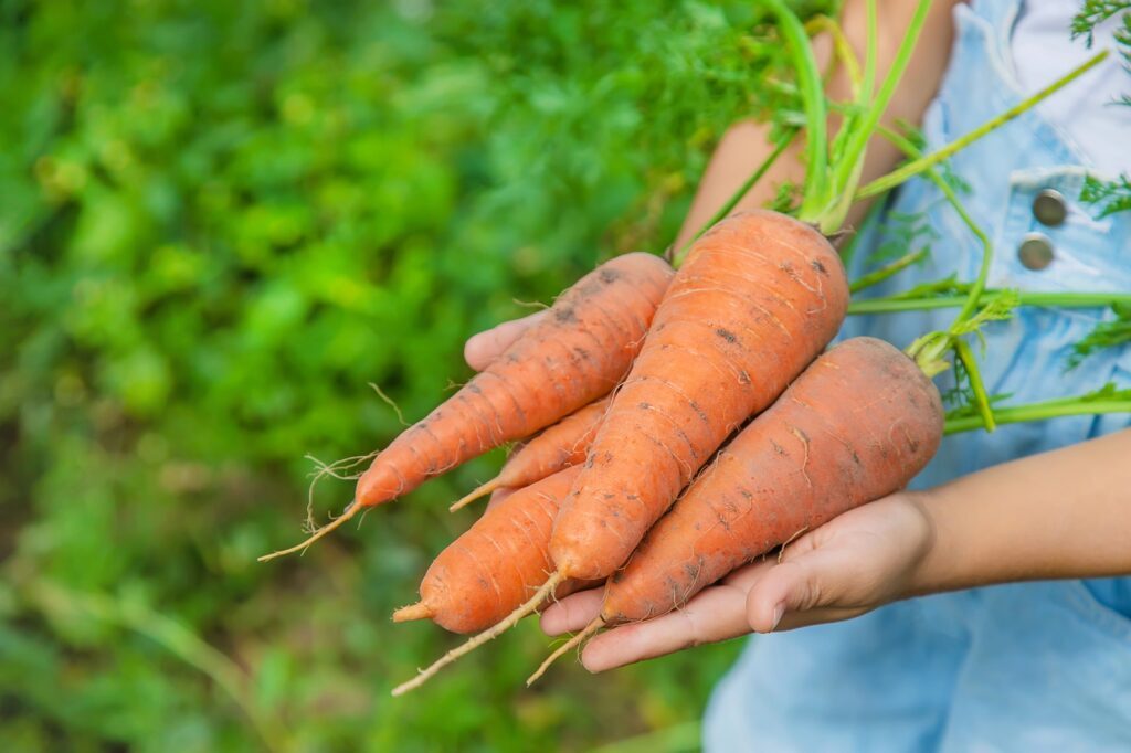 Gemüse ohne Meckern - HelloFresh & Acker e.V. bringen 6 leckere Gerichte auf Kinderteller 10 Depositphotos 296577410 L