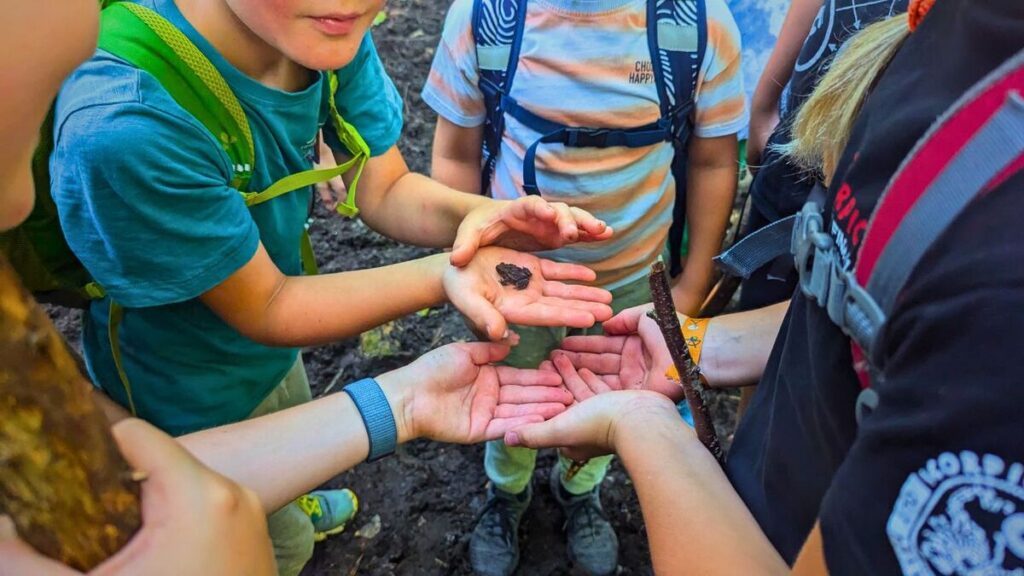 10 Spiele im Wald, die deine Kinder lieben werden 15 frosch auf hand kindergruppe