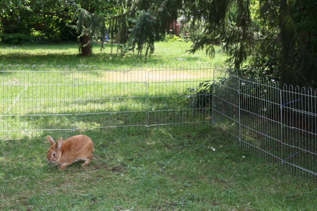 Kaninchen – Niedliche und gesellige Haustiere für die ganze Familie 12 grosser freilauf garten min