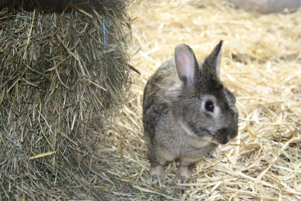 Kaninchen – Niedliche und gesellige Haustiere für die ganze Familie 11 kaninchen futter min