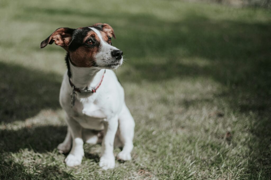 Du möchtest einen Familienhund? 6 Meinungen und Erfahrungen von mir dazu. 18 gemma regalado 3O801cdcLPc unsplash