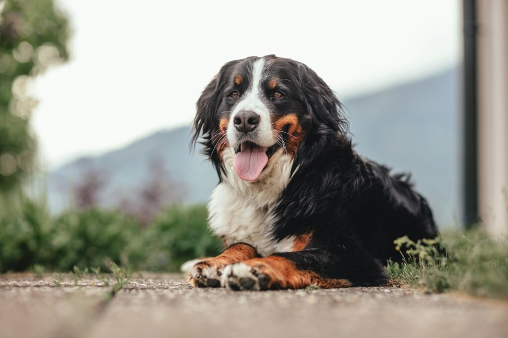 Du möchtest einen Familienhund? 6 Meinungen und Erfahrungen von mir dazu. 9 janosch diggelmann U4ZpKs9VaGY unsplash