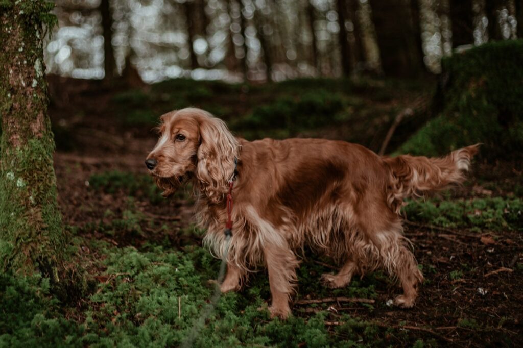 Du möchtest einen Familienhund? 6 Meinungen und Erfahrungen von mir dazu. 12 kajetan sumila TnU8GjIo4ac unsplash