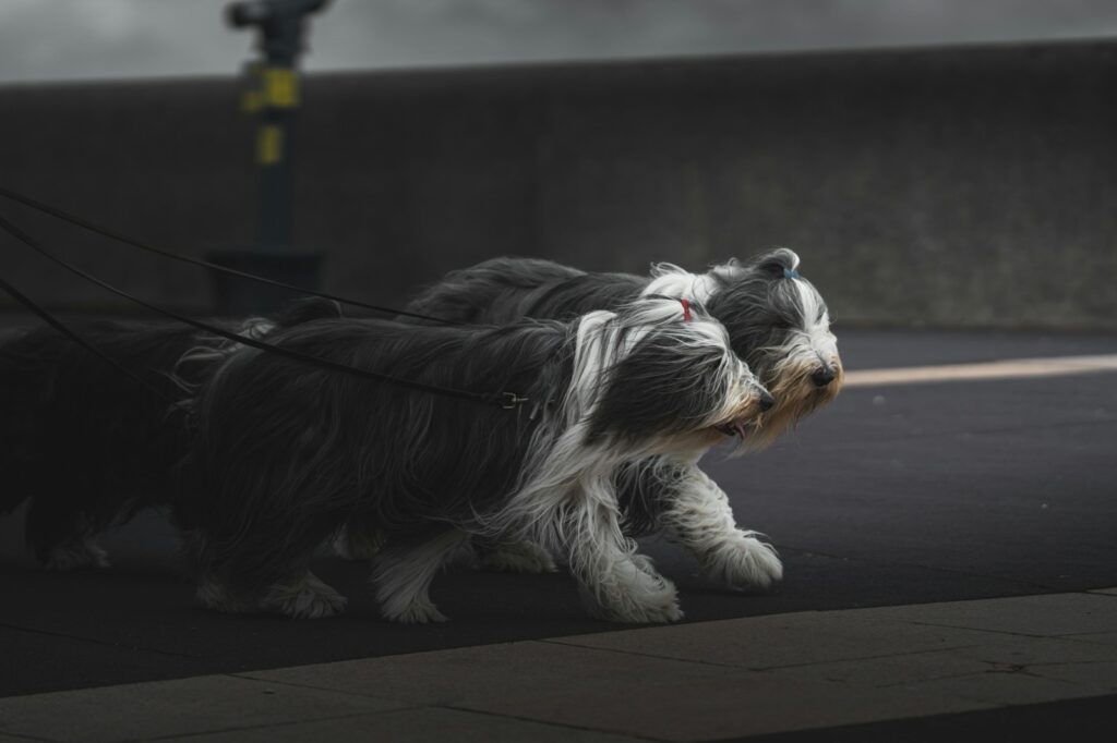 Du möchtest einen Familienhund? 6 Meinungen und Erfahrungen von mir dazu. 14 kyle bushnell 5TjZO07rNRc unsplash