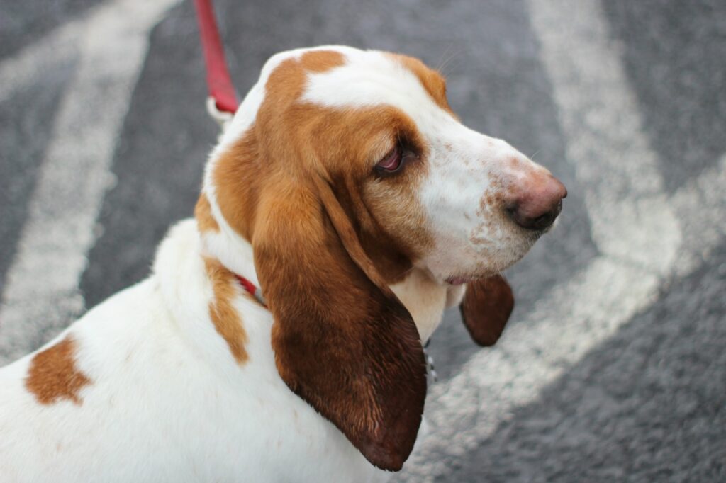 Du möchtest einen Familienhund? 6 Meinungen und Erfahrungen von mir dazu. 7 lauren mcconachie uUYwVlf ALg unsplash