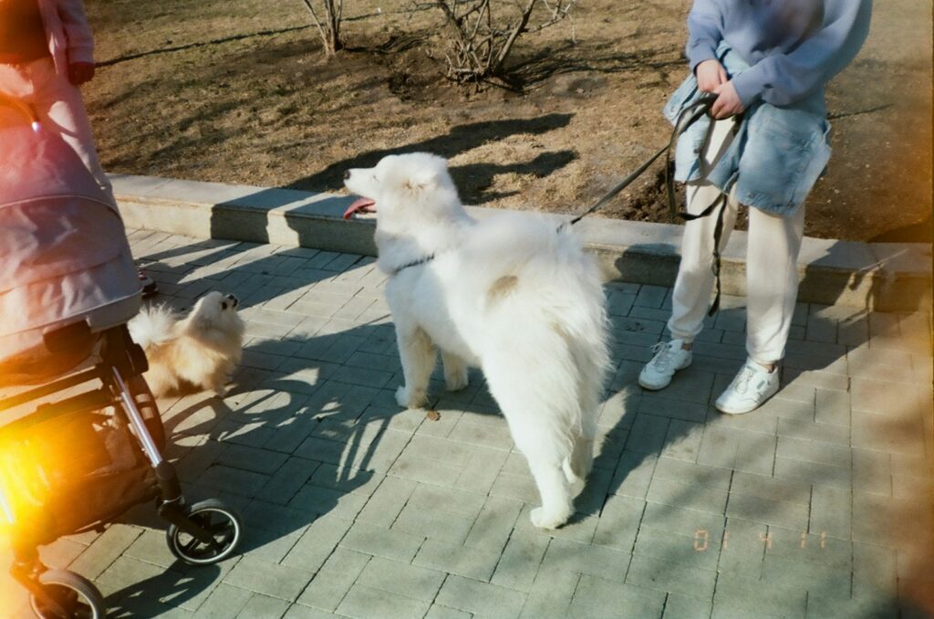 Du möchtest einen Familienhund? 6 Meinungen und Erfahrungen von mir dazu. 6 maria lysenko vcuJdTazrZ0 unsplash
